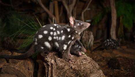 ZSL London Zoo ZSL London Zoo